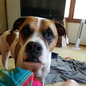 Meet your Posher, Bobbie